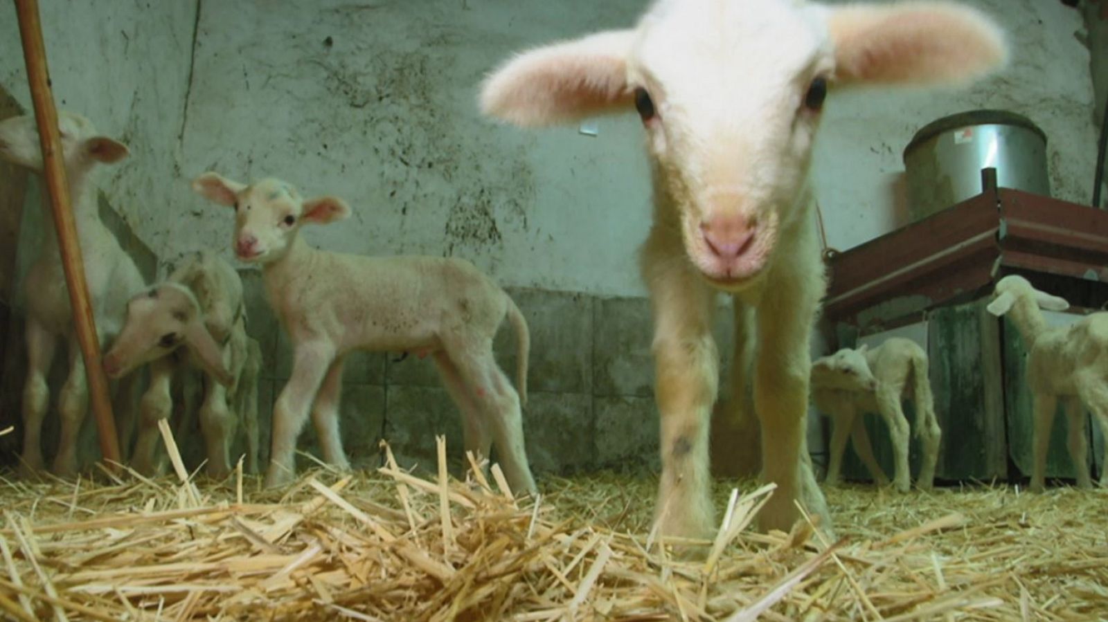 Aquí la tierra - 07/05/20 - ver ahora