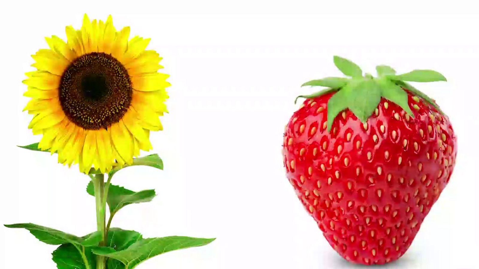 CIENCIAS NATURALES - The life of a plant - EduClan 6 a 8 años | Ver