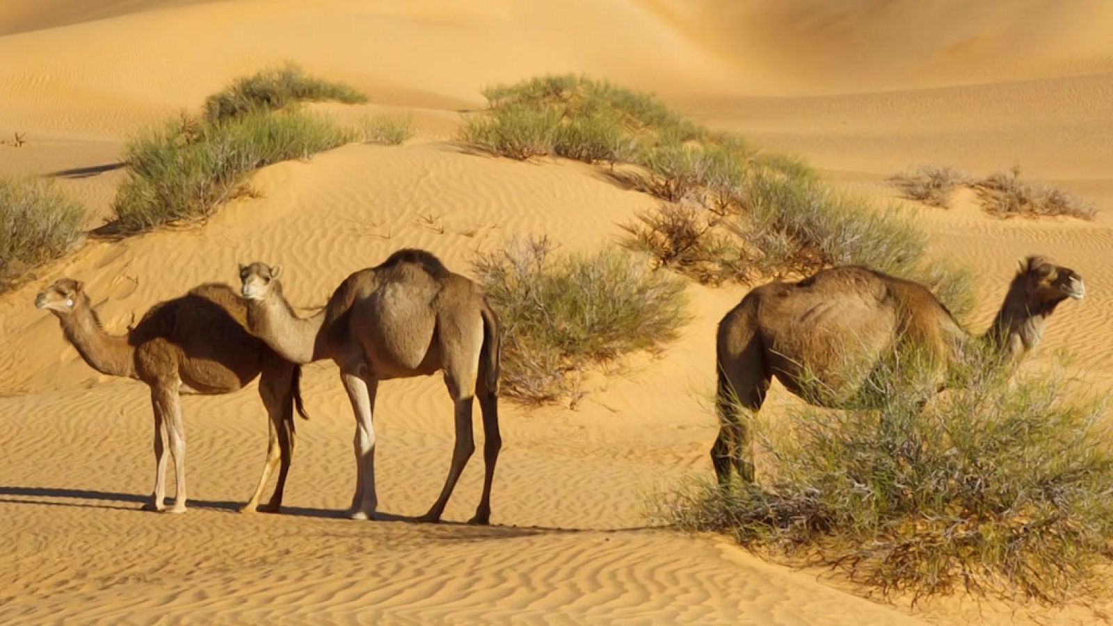 CIENCIAS NATURALES - Habitats - EduClan 6 a 8 años | Ver