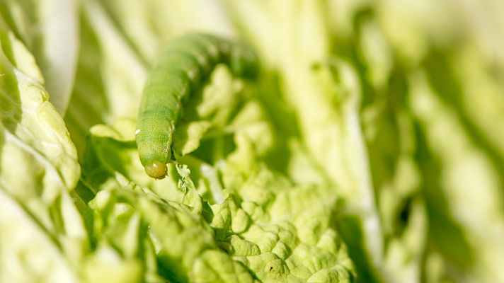 Comando Actualidad - La oruga de la col, clave para la vacuna contra la COVID-19