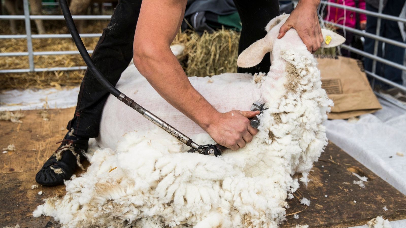 Desde Uruguay para salvar la campaña de esquileo española