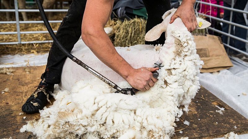 Desde Uruguay para salvar la campaña de esquileo española