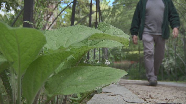Aquí la Tierra - Plantas "no deseadas"