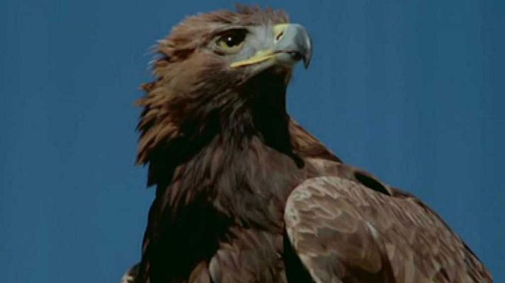 El hombre y la Tierra - Los prisioneros del bosque I