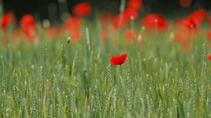 El tiempo - El viento soplará de componente norte en casi todo el país, flojo  en general