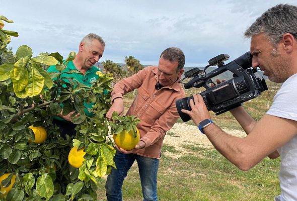 Aquí la Tierra - En España tenemos cítricos para presumir