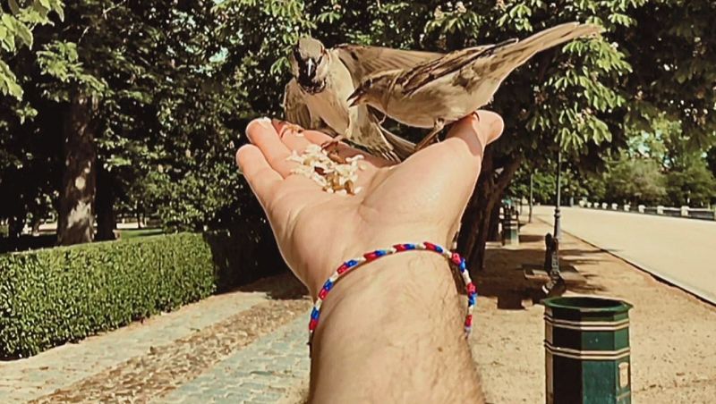 Aquí la Tierra - El gran amigo de los gorriones