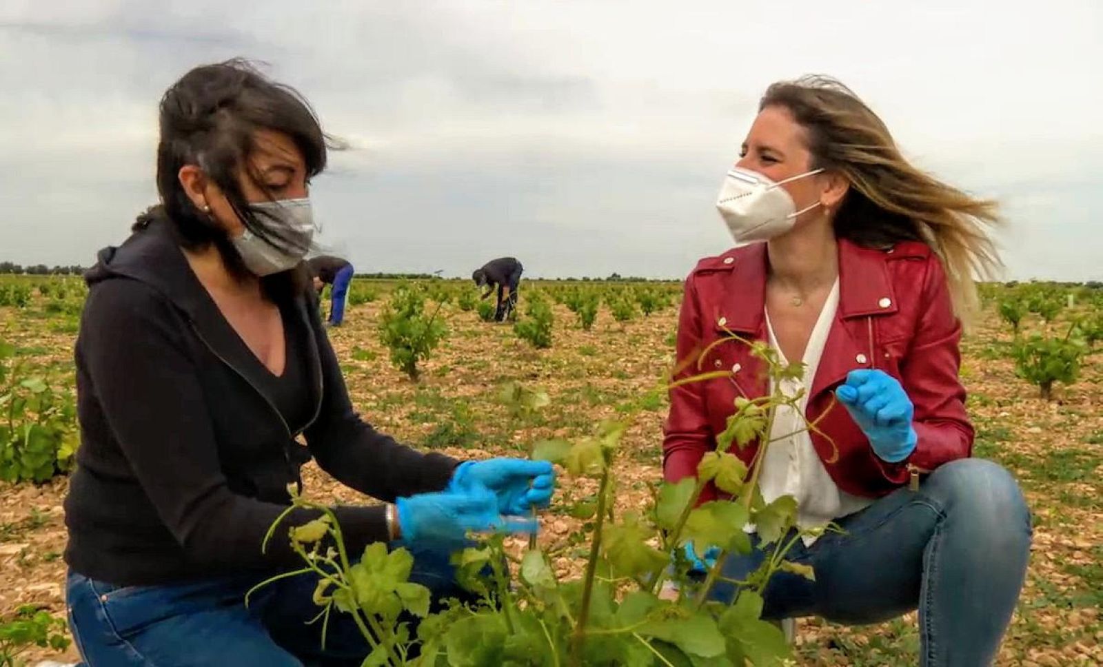 ¿Qué significa "espergurar" un viñedo?