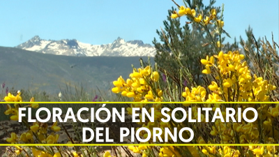 Coronavirus: La Sierra de Gredos en �vila se queda sin Festival del Piorno