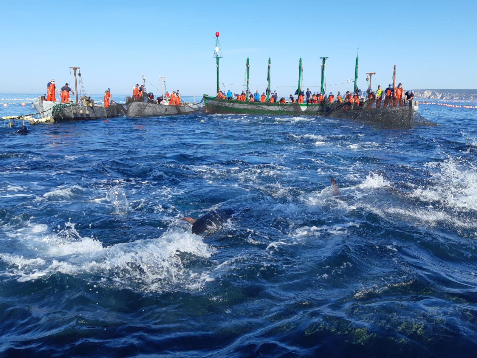 España Directo único medio en capturar el momento de la primera levantá, en Barbate (Cádiz) - España Directo | Ver