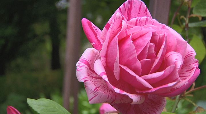 Aquí la Tierra - Una rosaleda que embelesa