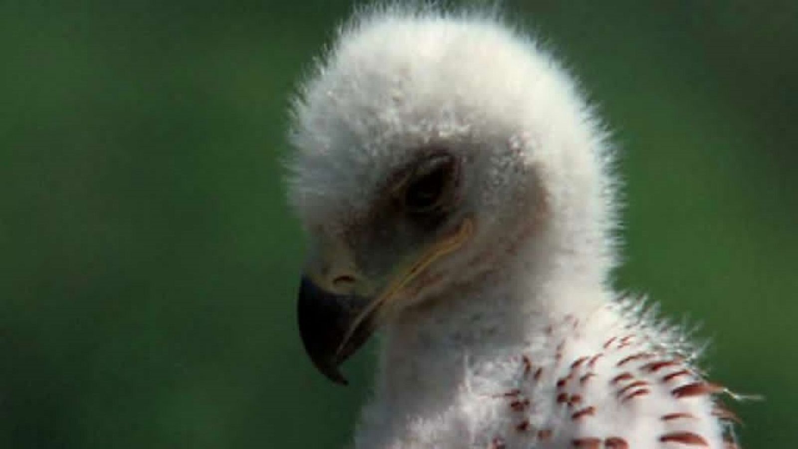 El hombre y la Tierra (Fauna ibérica) - Los señores del bosque I - ver ahora