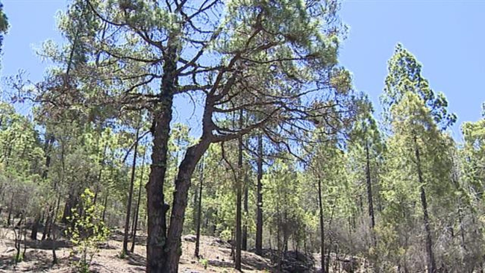 Canarias en 2' - 23/05/2020