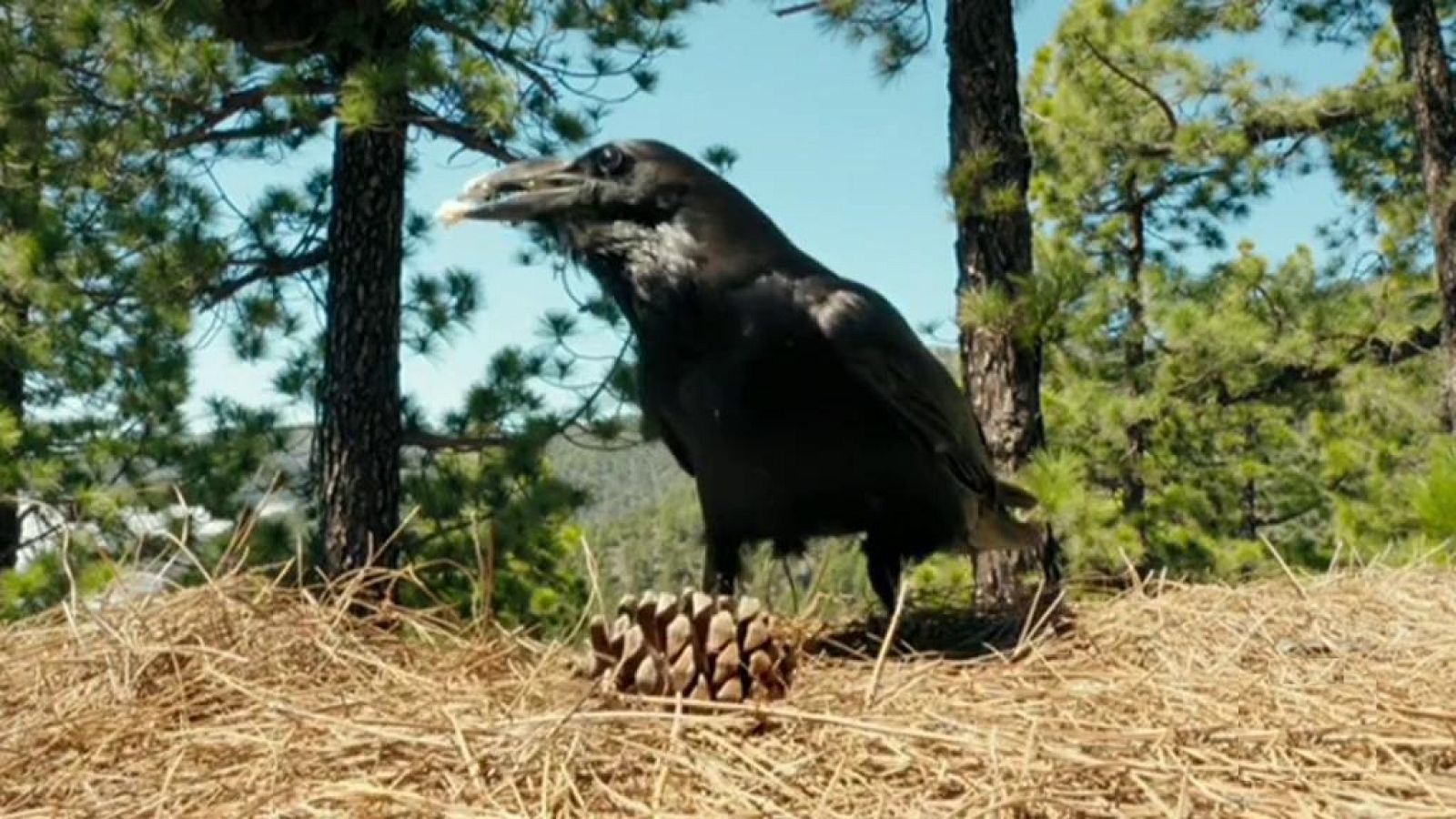 Otros documentales - Planeta selva: El bosque de fuego. Pinar canario - ver ahora