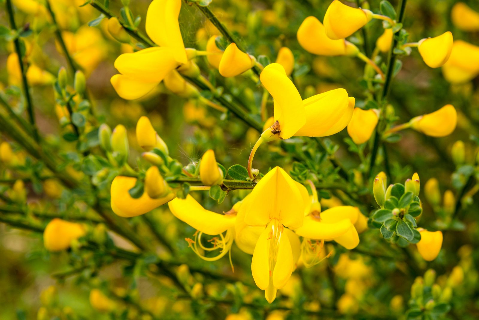 Los piornos en flor tiñen de amarillo la Sierra de Gredos (Ávila) - España Directo | Ver