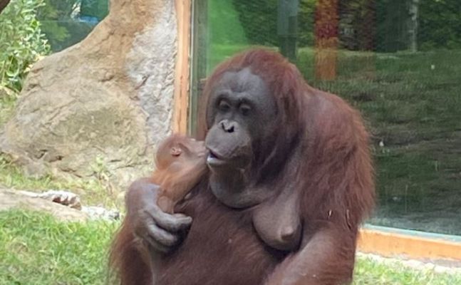 Aquí la Tierra - La primavera en el zoo