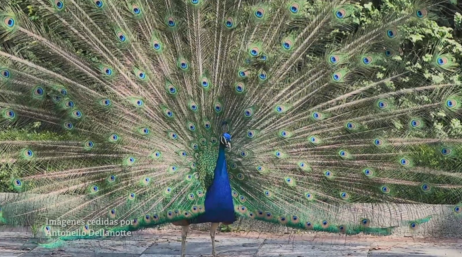 El Retiro tiene mucha vida en su interior