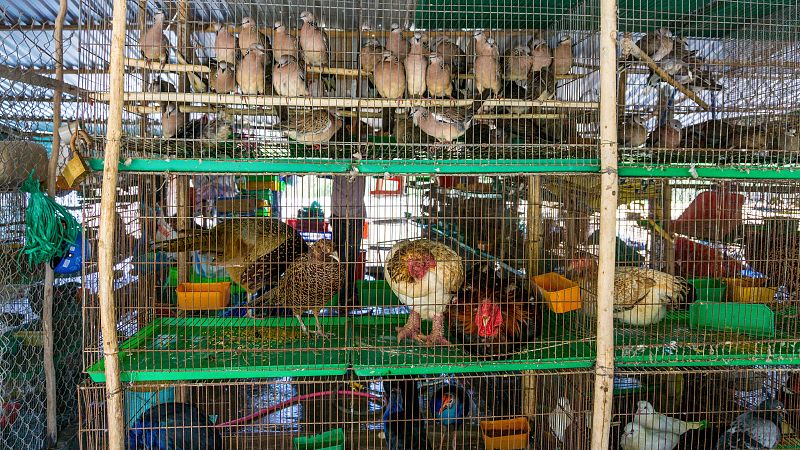 China controlará el consumo y la venta de animales salvajes
