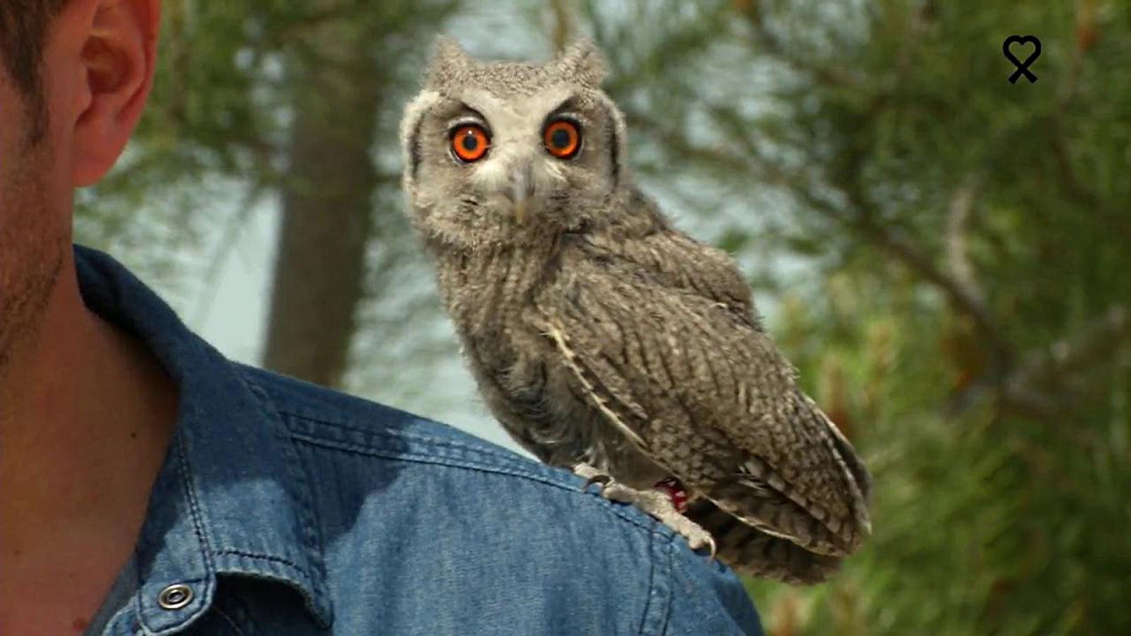 Aquí la Tierra - 31/05/20 - ver ahora