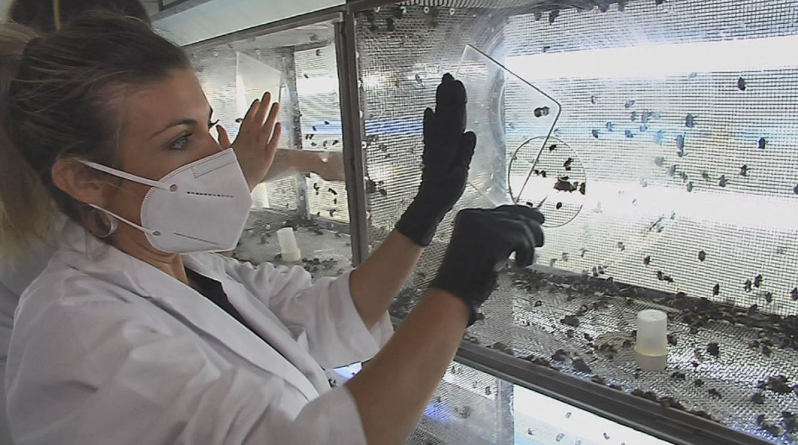 ¿Cómo se crea una colmena?