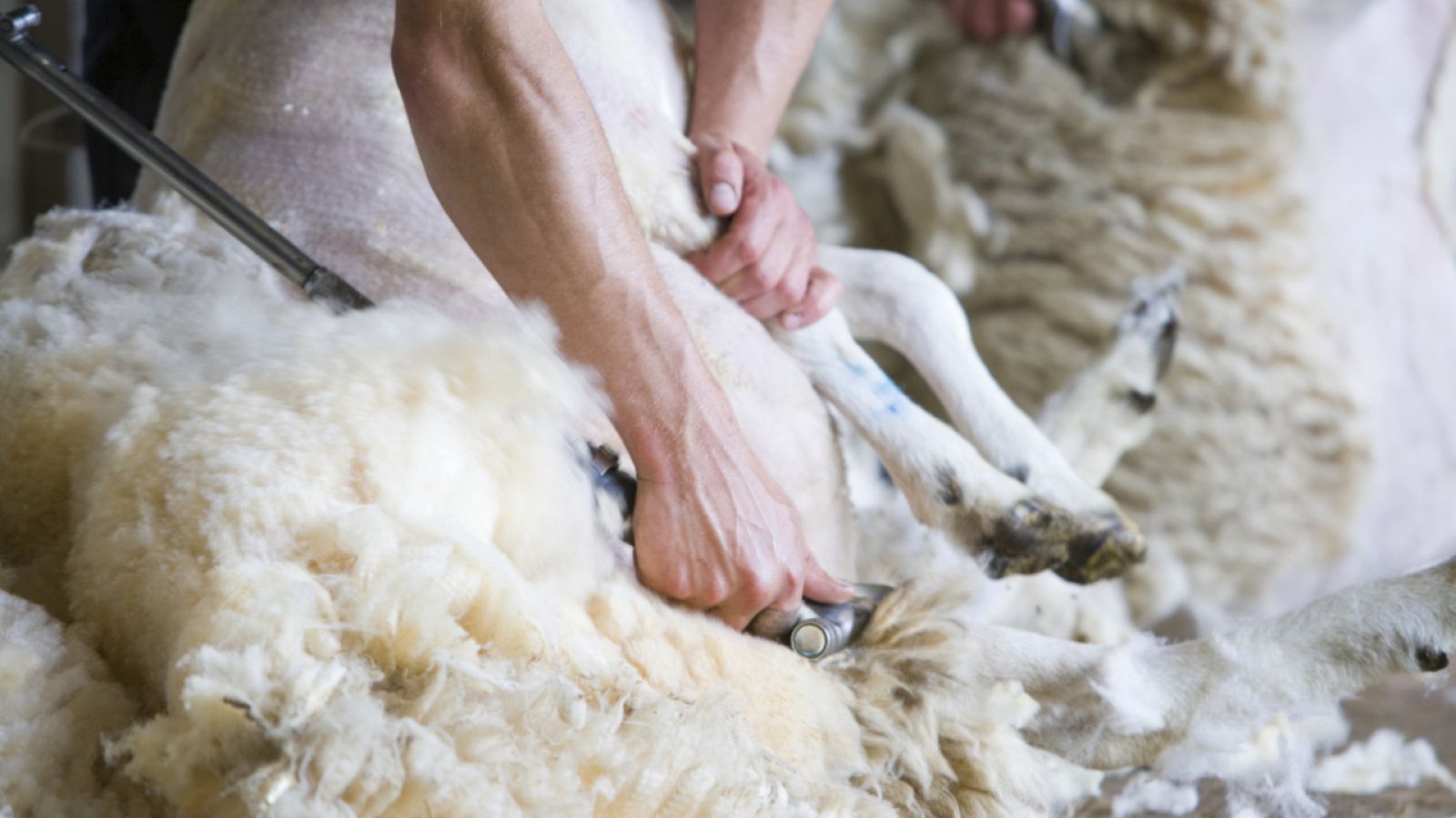 Esquiladores uruguayos: mano de obra requerida en España