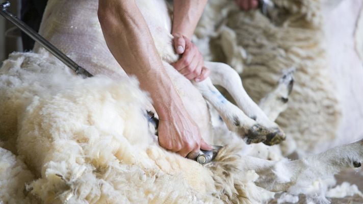 Comando Actualidad - Esquiladores uruguayos: mano de obra requerida en España