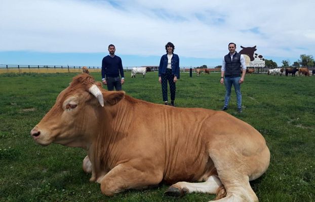 Aquí la Tierra - Pocholo, el buey más grande del mundo