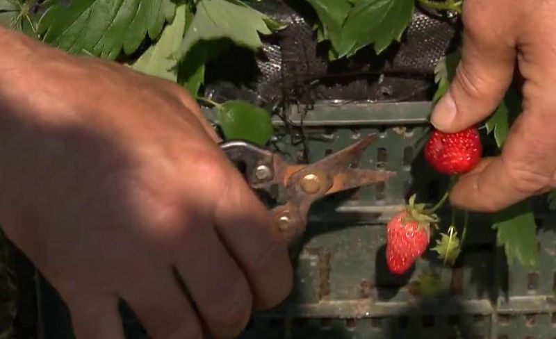 Quieres cultivar fresas en casa?
