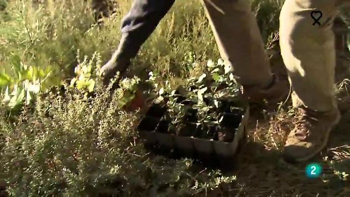 La aventura del Saber - Reforest-Acción. La Sierra de Gata