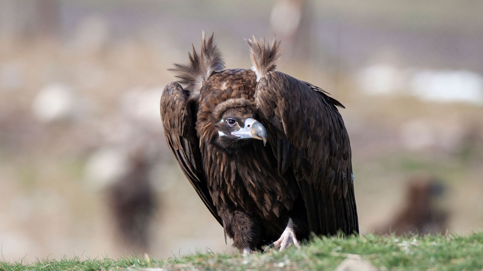 El hombre y la Tierra (Fauna Ibérica) - El buitre negro, 1 - ver ahora