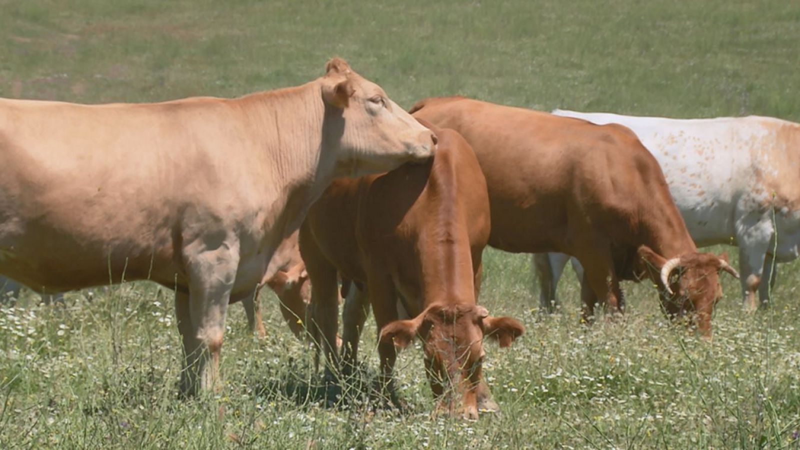 Vacas que campan a sus anchas en Madrid