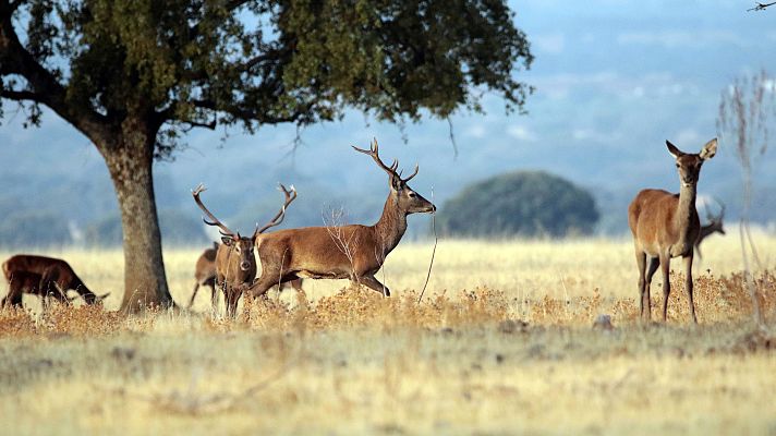 Especial Coronavirus - Los turistas se animan a visitar las Tablas de Daimiel con distancias de seguridad