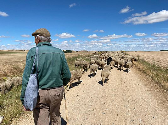 España Directo - La tradición de la trashumancia