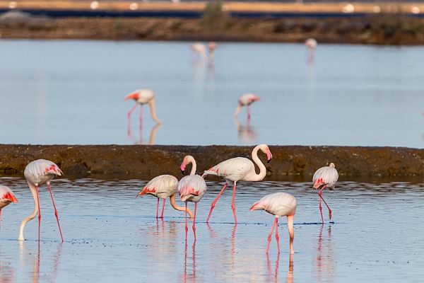 España Directo - Flamencos en la laguna