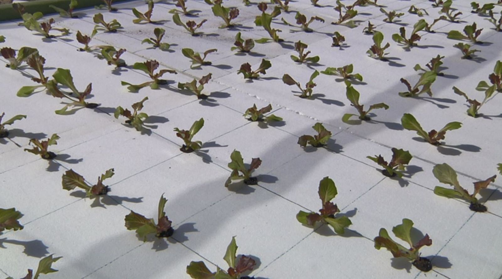 ¿Qué es la hidroponía?