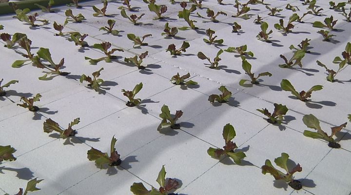 Aquí la Tierra - ¿Qué es la hidroponía?