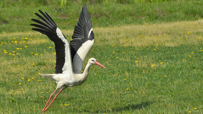 El hombre y la Tierra (Fauna ibérica) - Las cigüeñas, 1