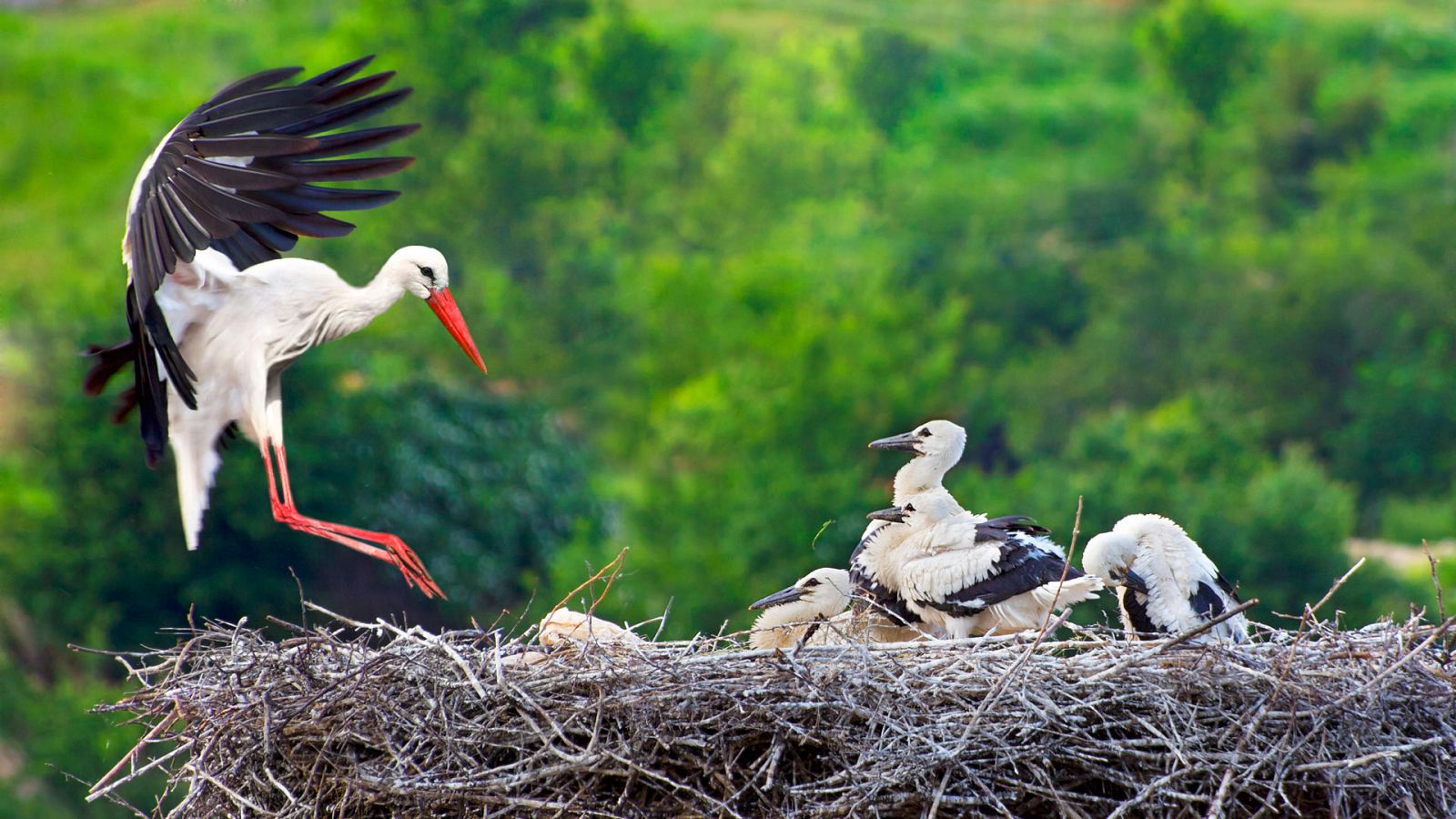 El hombre y la Tierra (Fauna ibérica) - Las cigüeñas, 2 - ver ahora