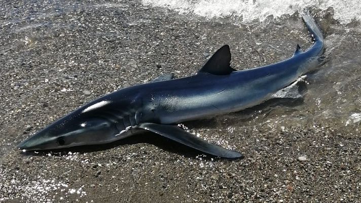 Informativo 24h - Rescatan a un tiburón varado en la playa de Benalmádena