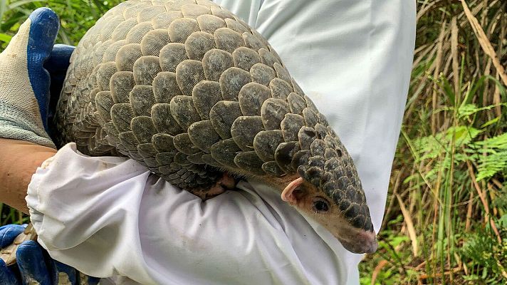  - China prohíbe utilizar al pangolín en medicina tradicional
