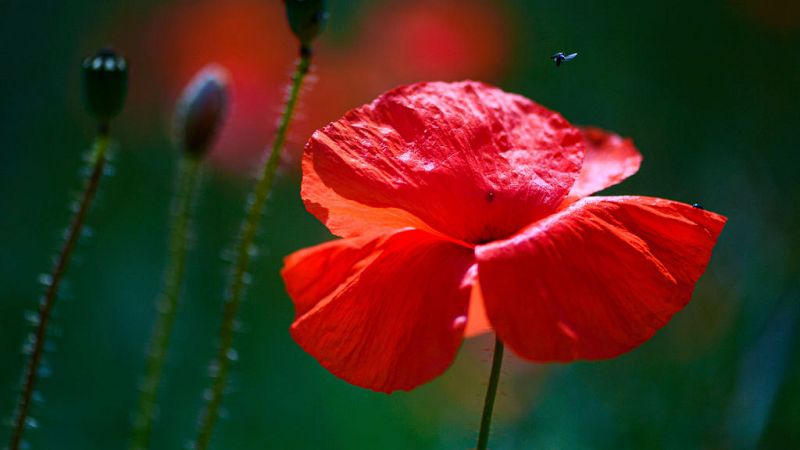 Aumentará la estabilidad y disminuirá la intensidad de las  precipitaciones