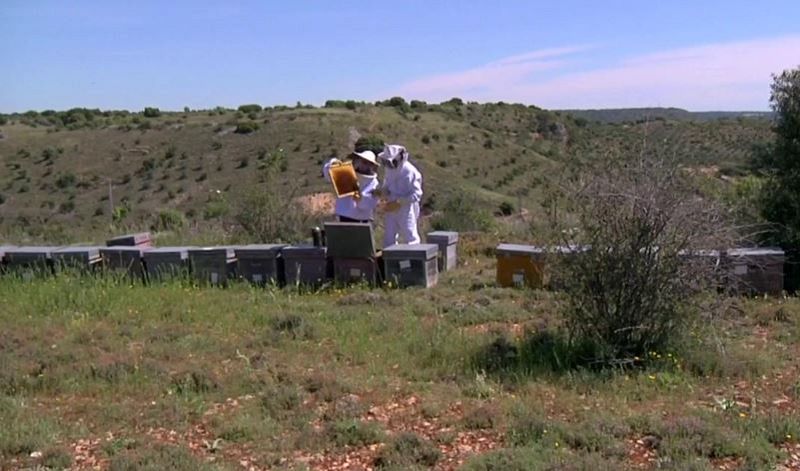 La Alcarria, en plena produccin de miel