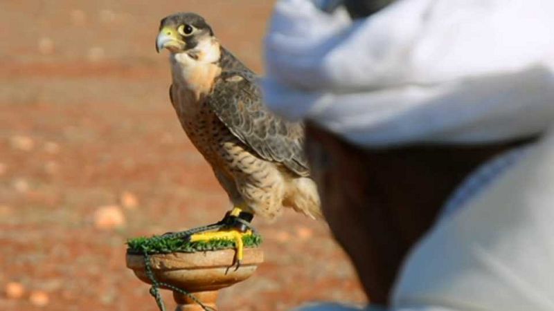 Unidos por el Patrimonio - La cetrer�a - ver ahora