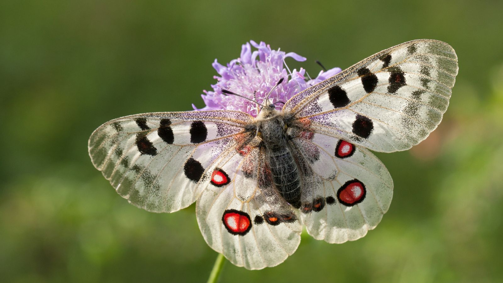 El pueblo de las mariposas