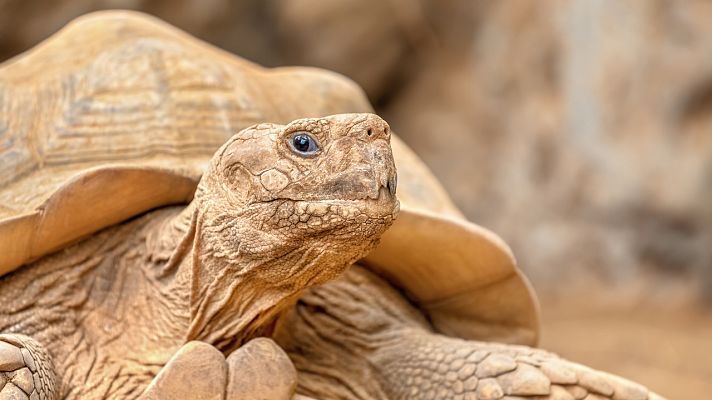 Aquí la Tierra - ¿Cómo combaten el calor los reptiles de los zoológicos?