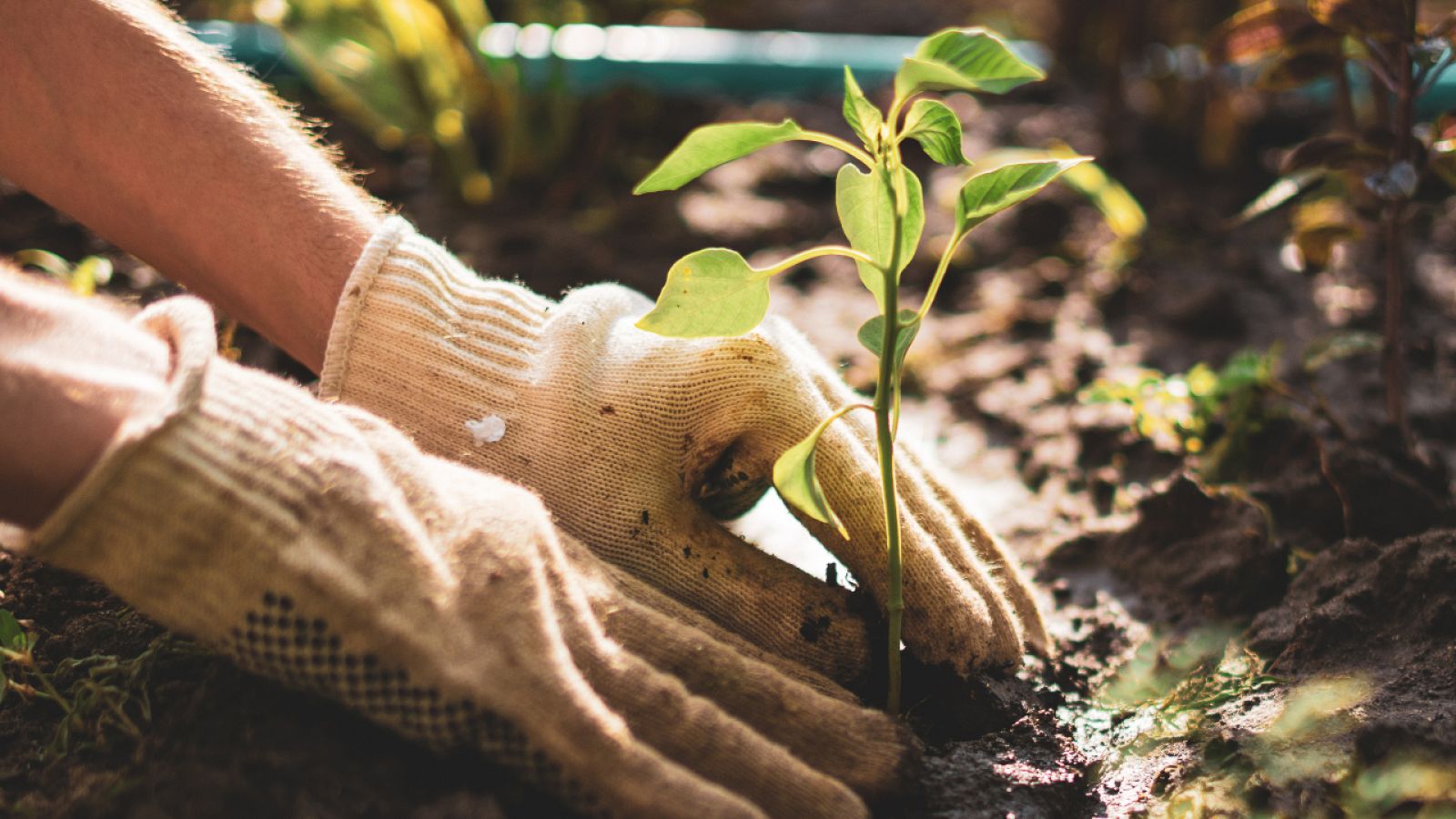 ¿Sabías que el policultivo hace que las plantas crezcan más fuertes y sanas? ¡Te contamos las ventajas de este tipo de cultivo!