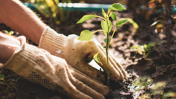 Aquí la Tierra - El policultivo hace que las plantas crezcan más fuertes