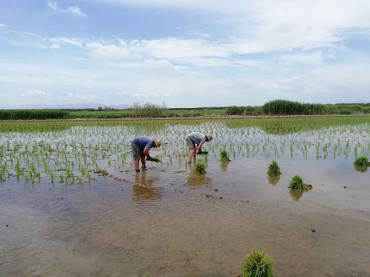 España Directo - Trasplante de arroz en la Albufera de Valencia