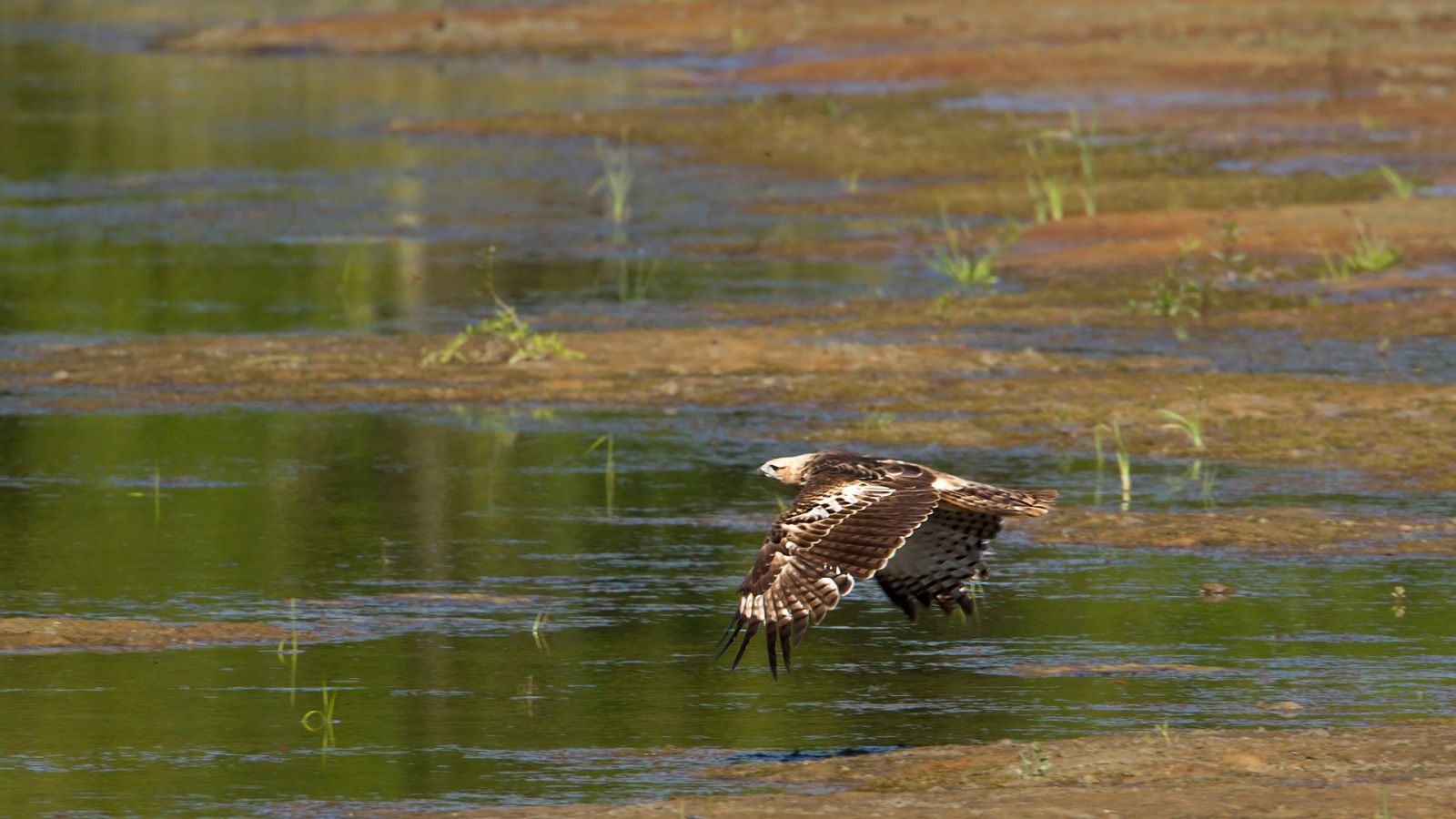 El hombre y la Tierra (Fauna ibérica) - El águila perdicera II - ver ahora