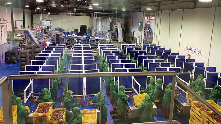 Telediario 1 - Coronavirus en Marruecos: 700 contagios en dos empresas freseras